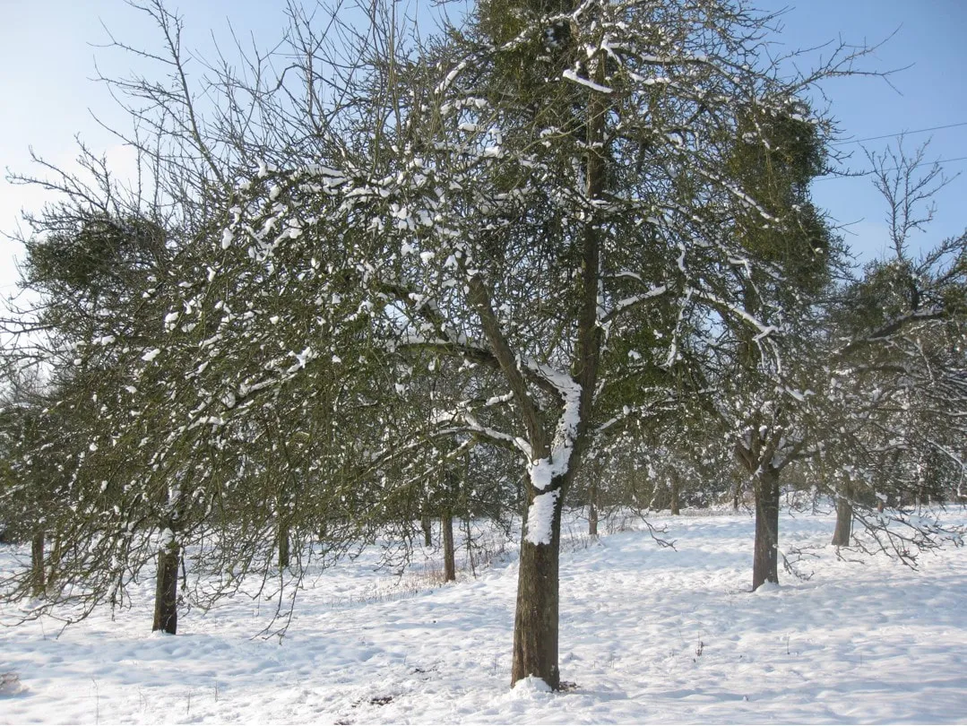 The orchard in winter