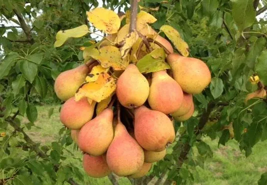 Perry pears